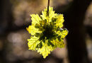 Oak Leaf Sun Star