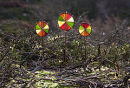 Leaves and light winter series