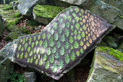Sessile Oak Slab