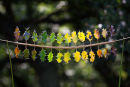 Holly Leaf Colour Reflections