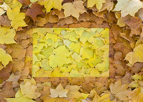 Sycamore Square