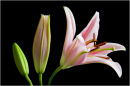 Developing Lilies