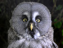 Great Grey Owl