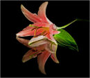 Lily Reflection