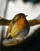 Robin