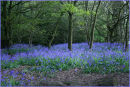 Bluebell Wood