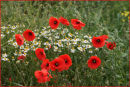 Field Bouquet