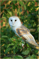 Owl in the Tree