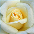 Single Cream