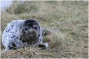 Young Seal