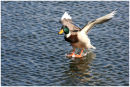 Permission to Land