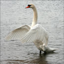 Graceful Ballet