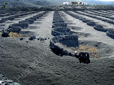 Wine Pits