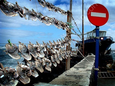 Wind Fish