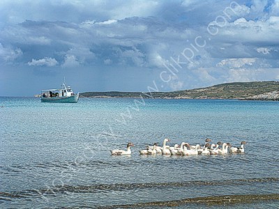Sea Ducks