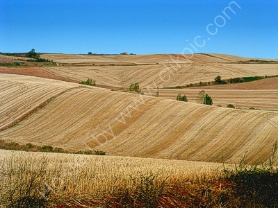 Lines in stubble