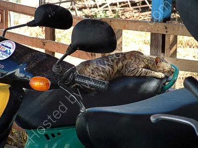 Vespa Cat