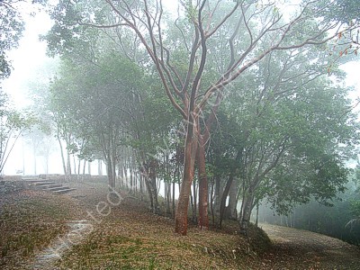 Misty morning at Las Terarazas
