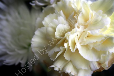 Soft petals