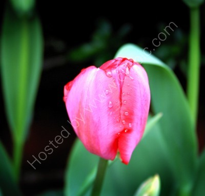Tulip