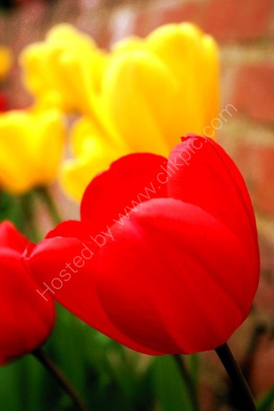 Tulips