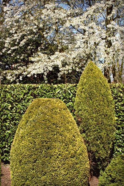 Peter's Garden