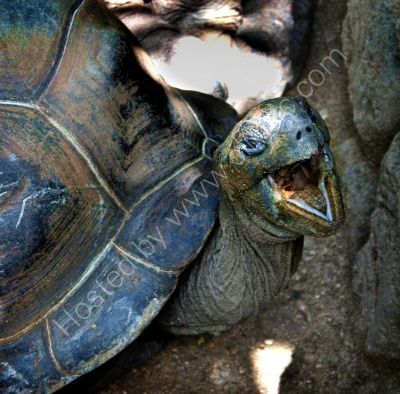 Turtle Teeth