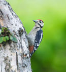 Great Spotted Woodpecker Dendrocops Major