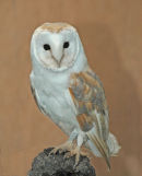 Barn Owl Tyto Alba