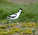 Avocet Recurvirostra Avosetta