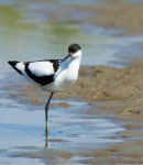 Avocet Recurvirostra Avosetta 