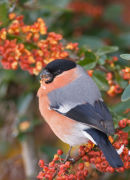 Bullfinch Pyrrhula Pyrrhula