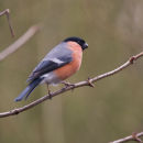 Bullfinch Pyrrhula Pyrrhula