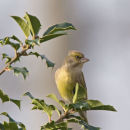 Greenfinch Caruelis Chloris