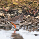 Redshank Tringa Totanus