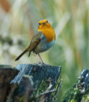 Robin Erithacus Rrubecula