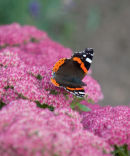Butterfly Red Admiral