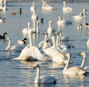 Swans