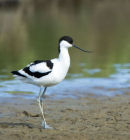 Avocet Recurvirostra Avosetta