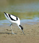 Avocet Recurviorstra Avosetta