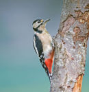 Great Spotted Woodpecker Dendrocopos Major