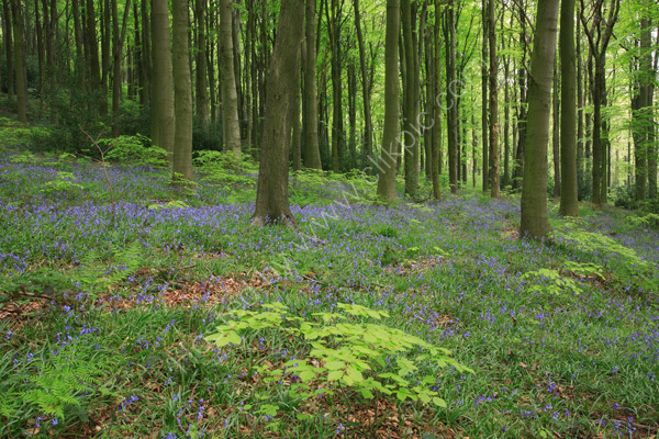 Linacre