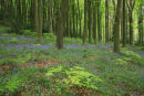 Linacre