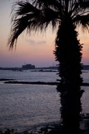 Castle & Palm Tree