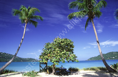Caribbean, St Kitts, Megan Beach, Plam Trees & beach