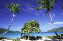 Caribbean, St Kitts, Megan Beach, Plam Trees & beach