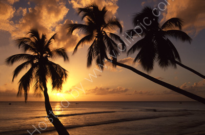 Caribbean, Barbados, St James Beach, Palm trees