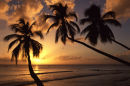 Caribbean, Barbados, St James Beach, Palm trees