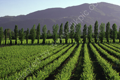 USA, California, Napa Valley, Vineyards