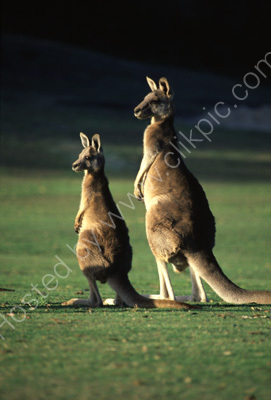 Australia, Victoria, Great Ocean Road, Kangaroos